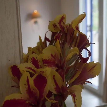 Anesis Village And *